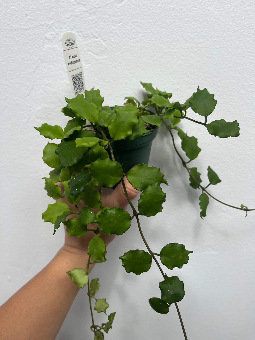 Customer photo review of Hoya endauensis