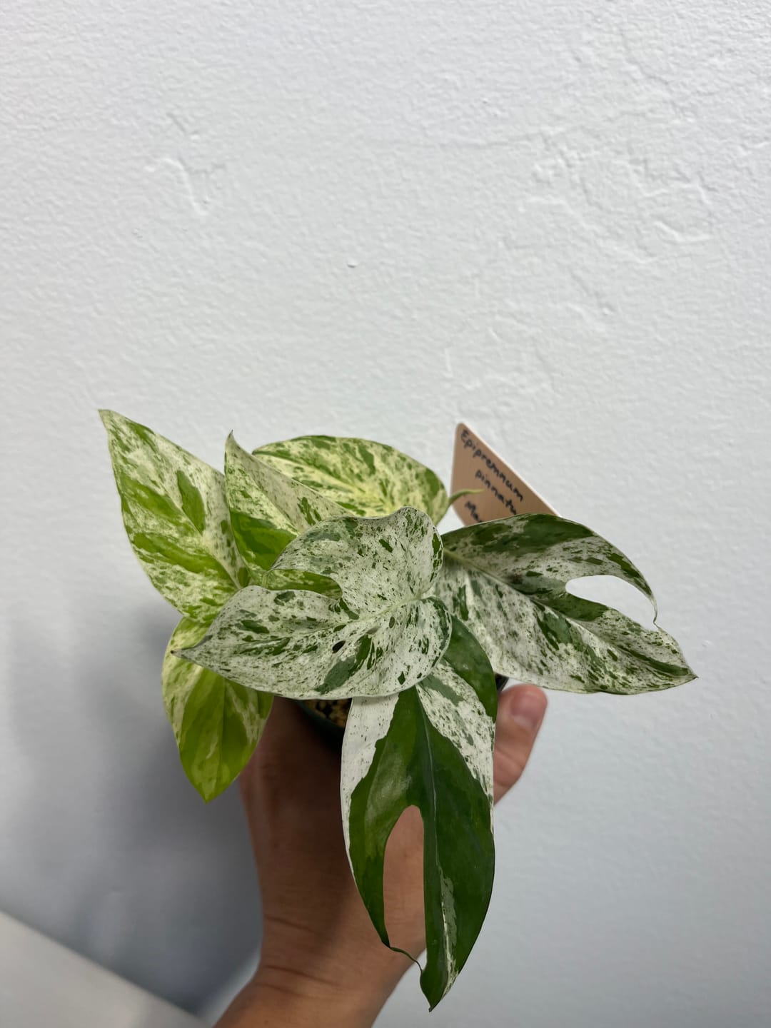Customer photo review of Pothos Epipremnum pinnatum 'Marble'
