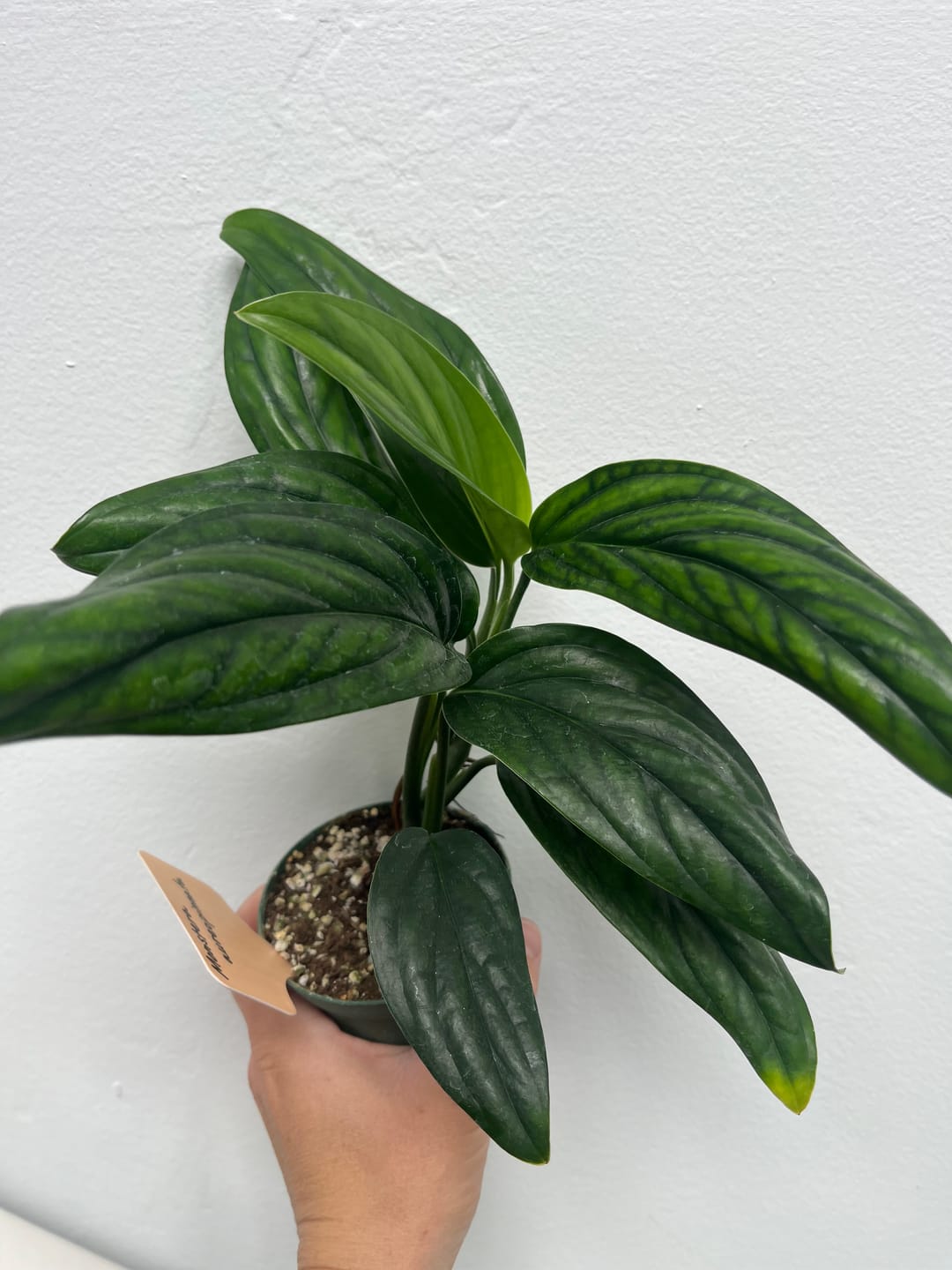 Customer photo review of Monstera aureopinnata