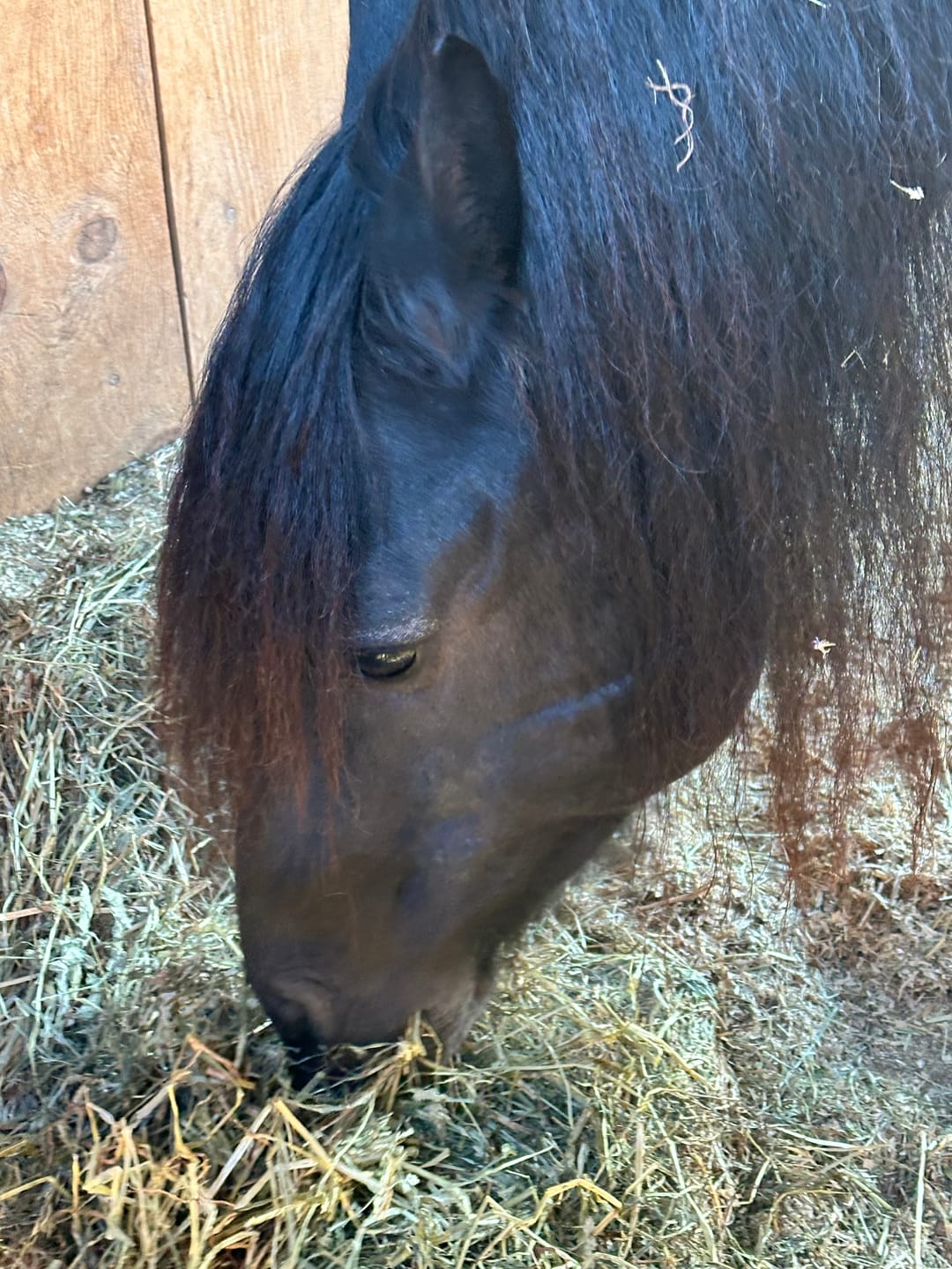 Customer photo review of 1st Cutting Timothy Orchard Grass Hay (Buy More - Save More)(Includes delivery too!)