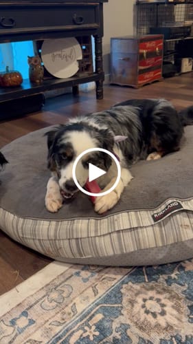 Customer video review of Yak Chew Pack – 6 Flavor-Infused Sticks