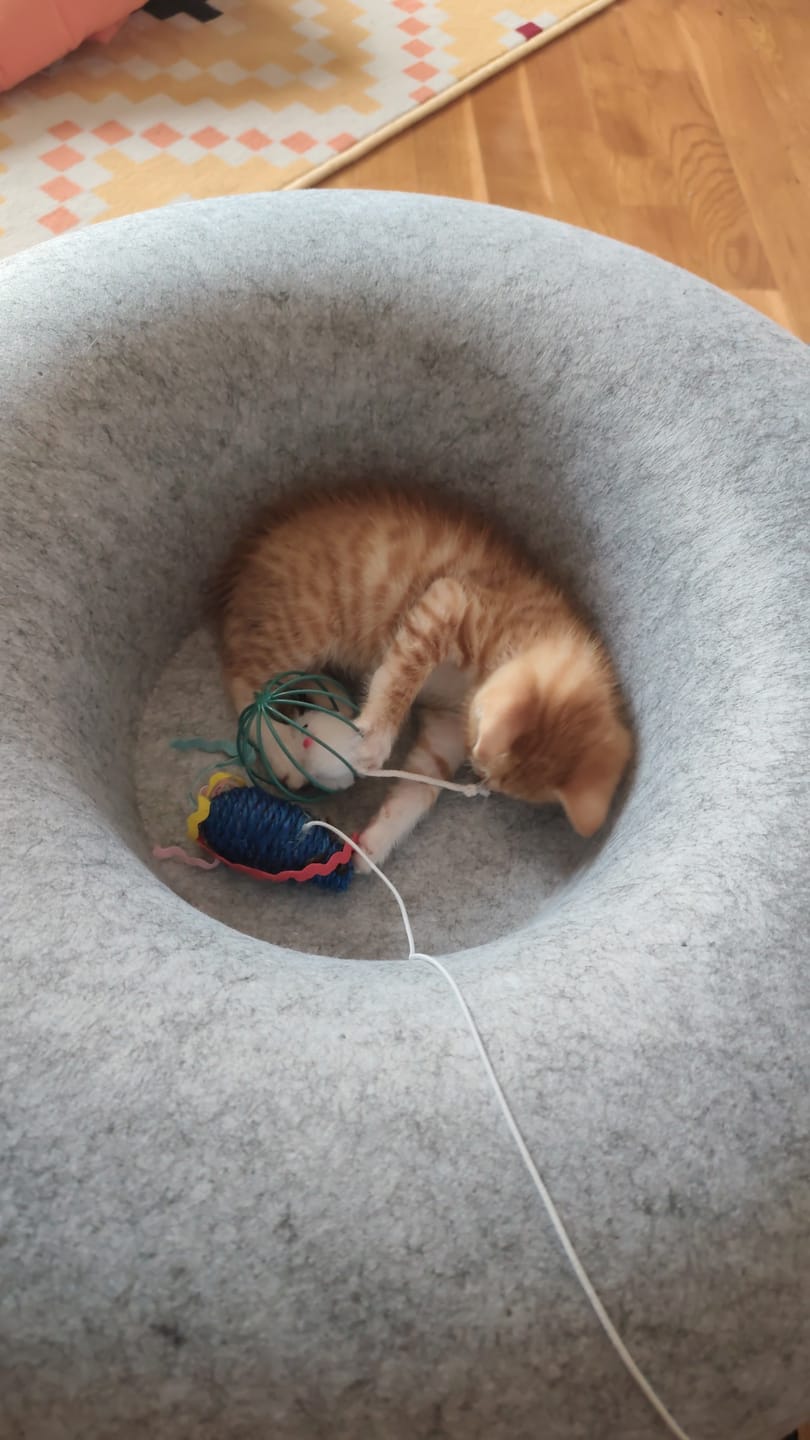 Customer photo review of Tunel Krevet za Mačke