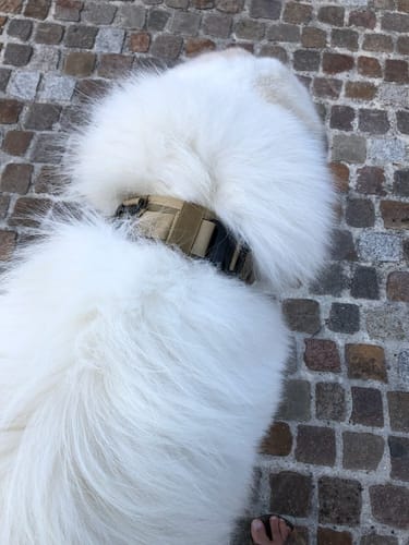 Customer photo review of Collier chien militaire - TactiK9 v2 : Réglable et ultra-résistant