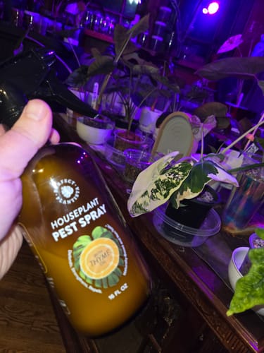 Customer photo review of Houseplant Pest Spray
