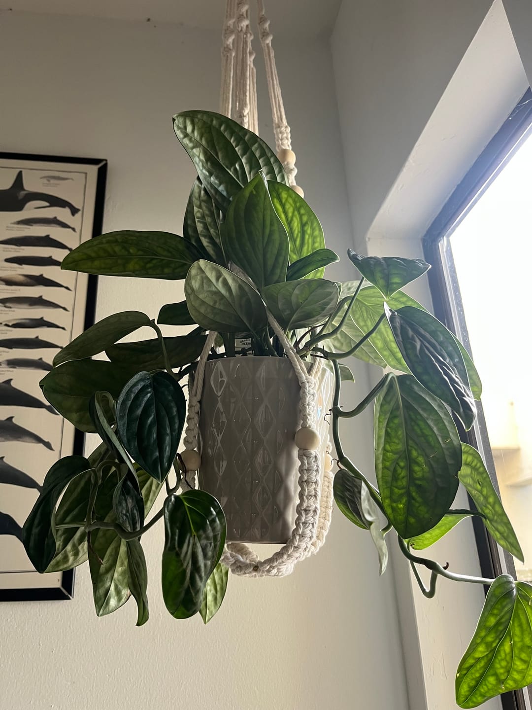 Customer photo review of Monstera sp. 'Peru'