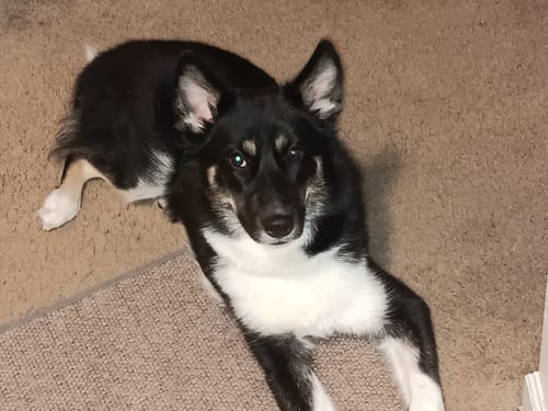 Customer photo review of Smoked Beef Marrow Bone