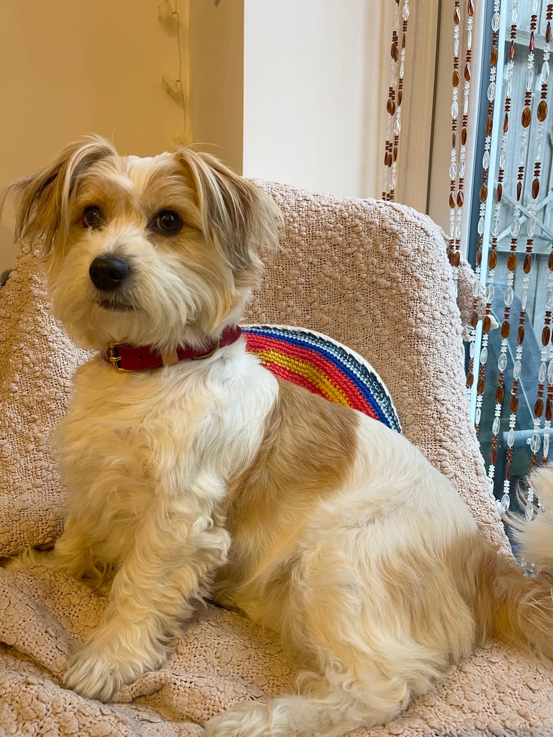 Customer photo review of Classic Buckle Leather Dog Collar - Custom Sized