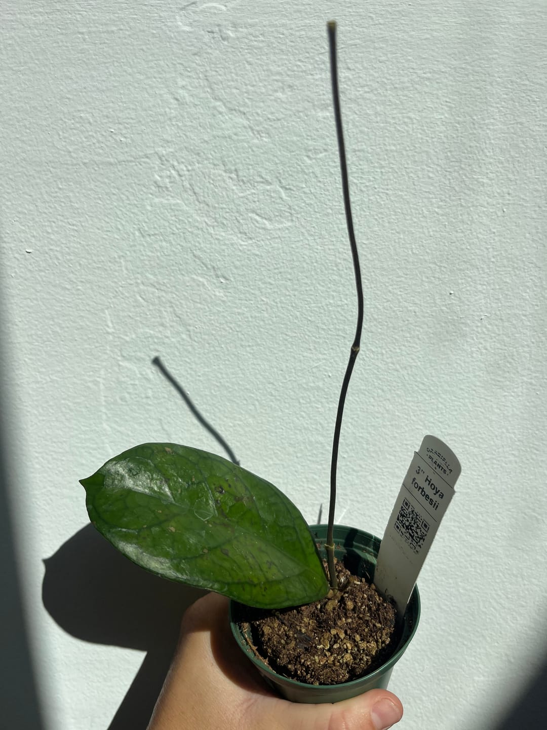 Customer photo review of Hoya forbesii