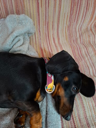 Customer photo review of Collar personalizado para Mascota: Lava