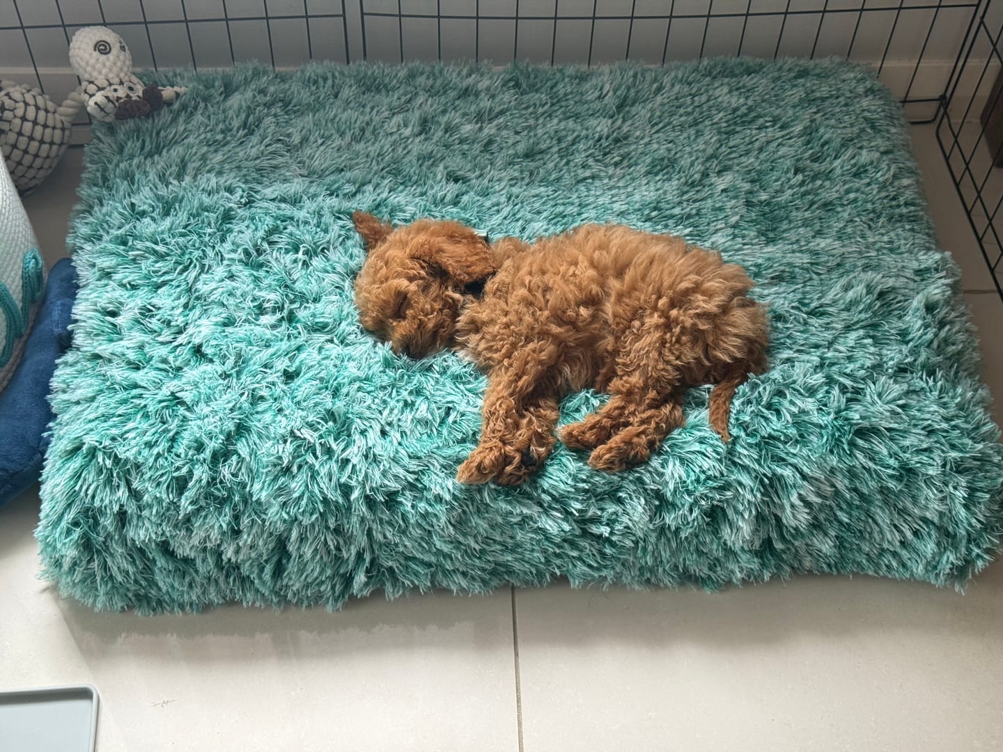 Customer photo review of Premium SuperMat Calming Bed