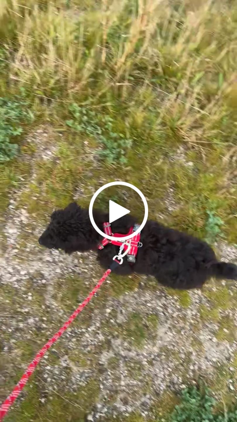 Customer video review of Dog Copenhagen Walk Air™ hundesele Classic Red