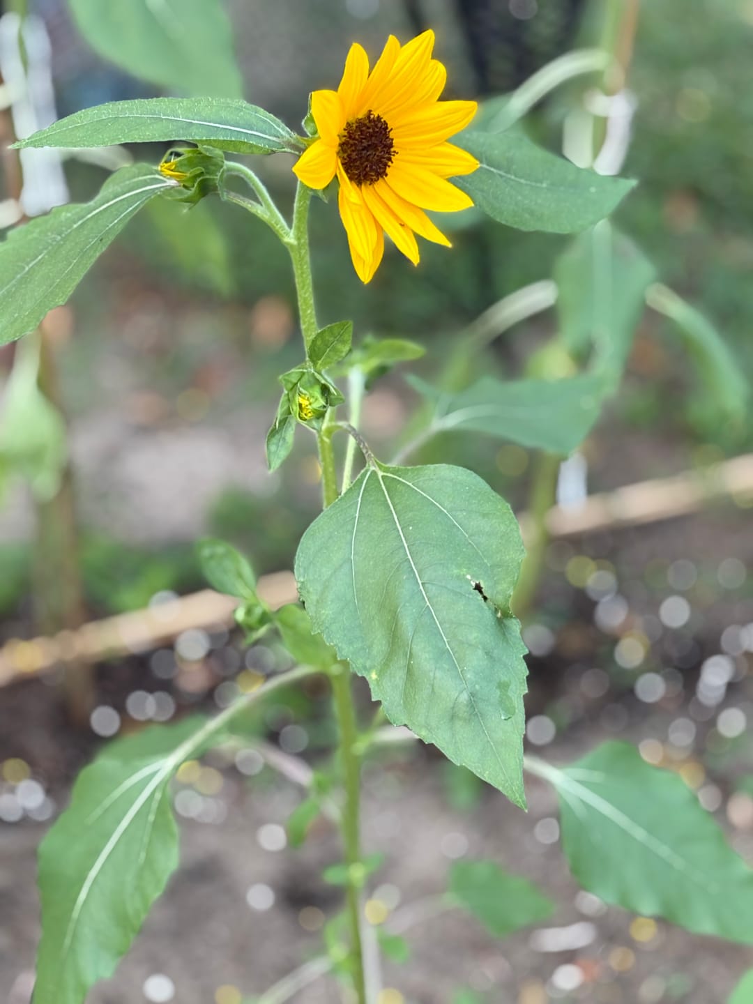 Customer photo review of Sunflower, TGW ProCut® Bouquet Mix