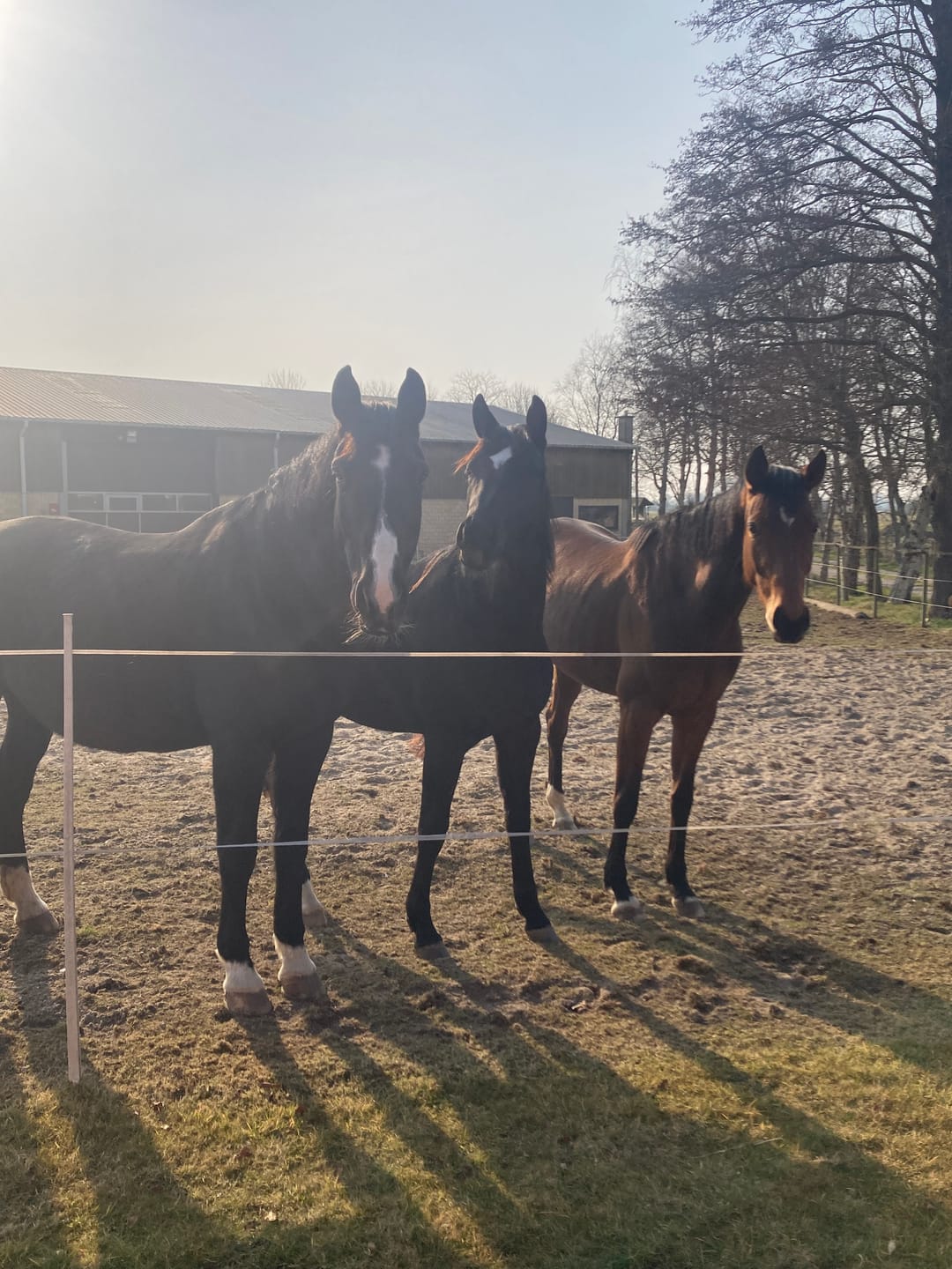Customer photo review of Lungenwurmtest Pferd