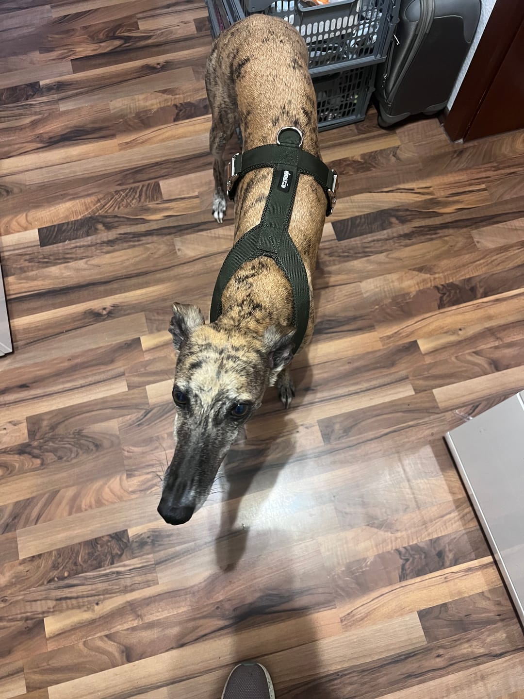 Customer photo review of Windhundgeschirr PRO "Mountain Green"