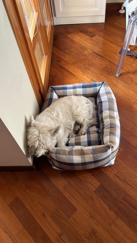 Customer photo review of Divanetto Cotone Panama Scozzese Quadro Beige Bluette