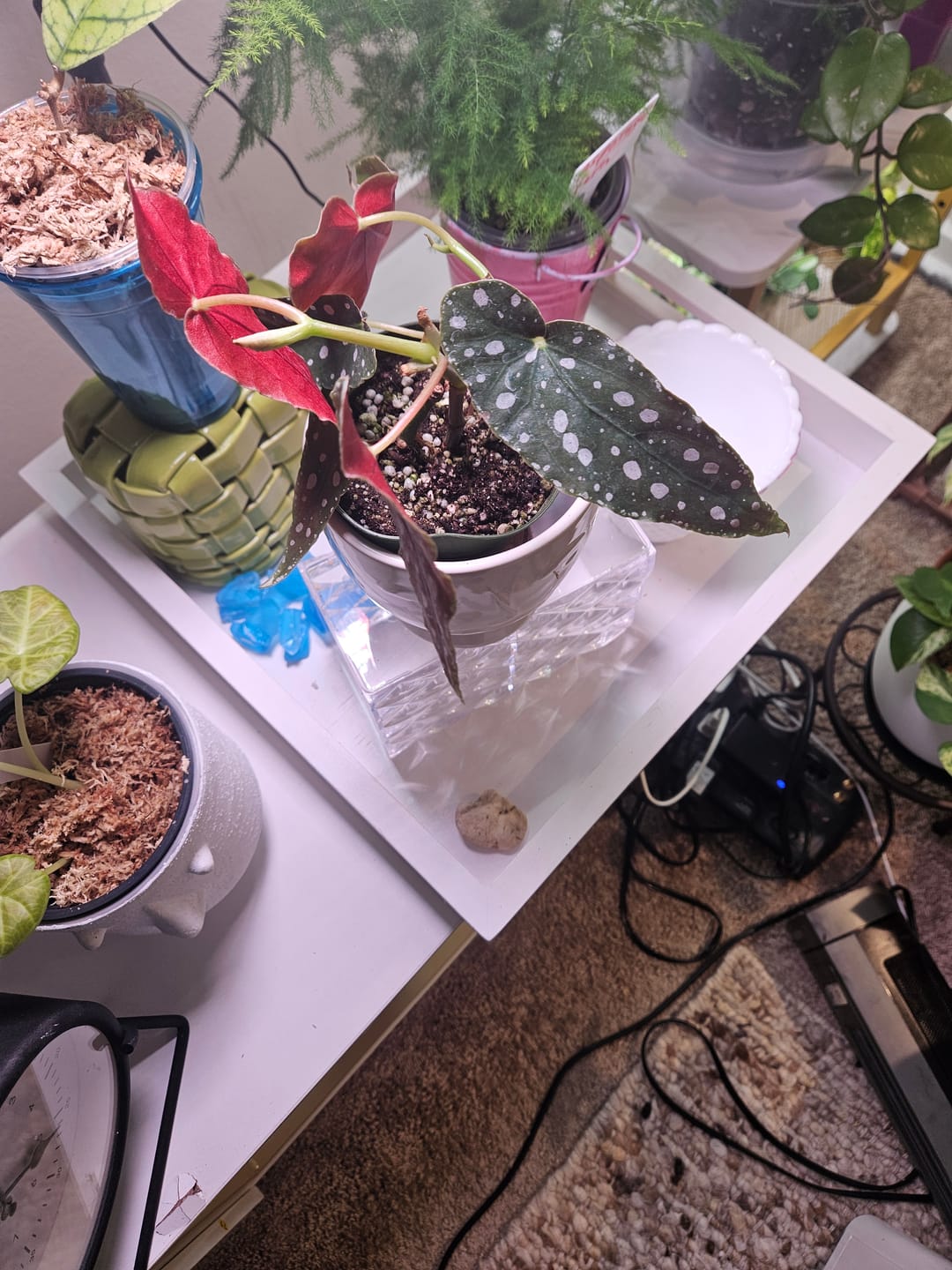 Customer photo review of Begonia maculata