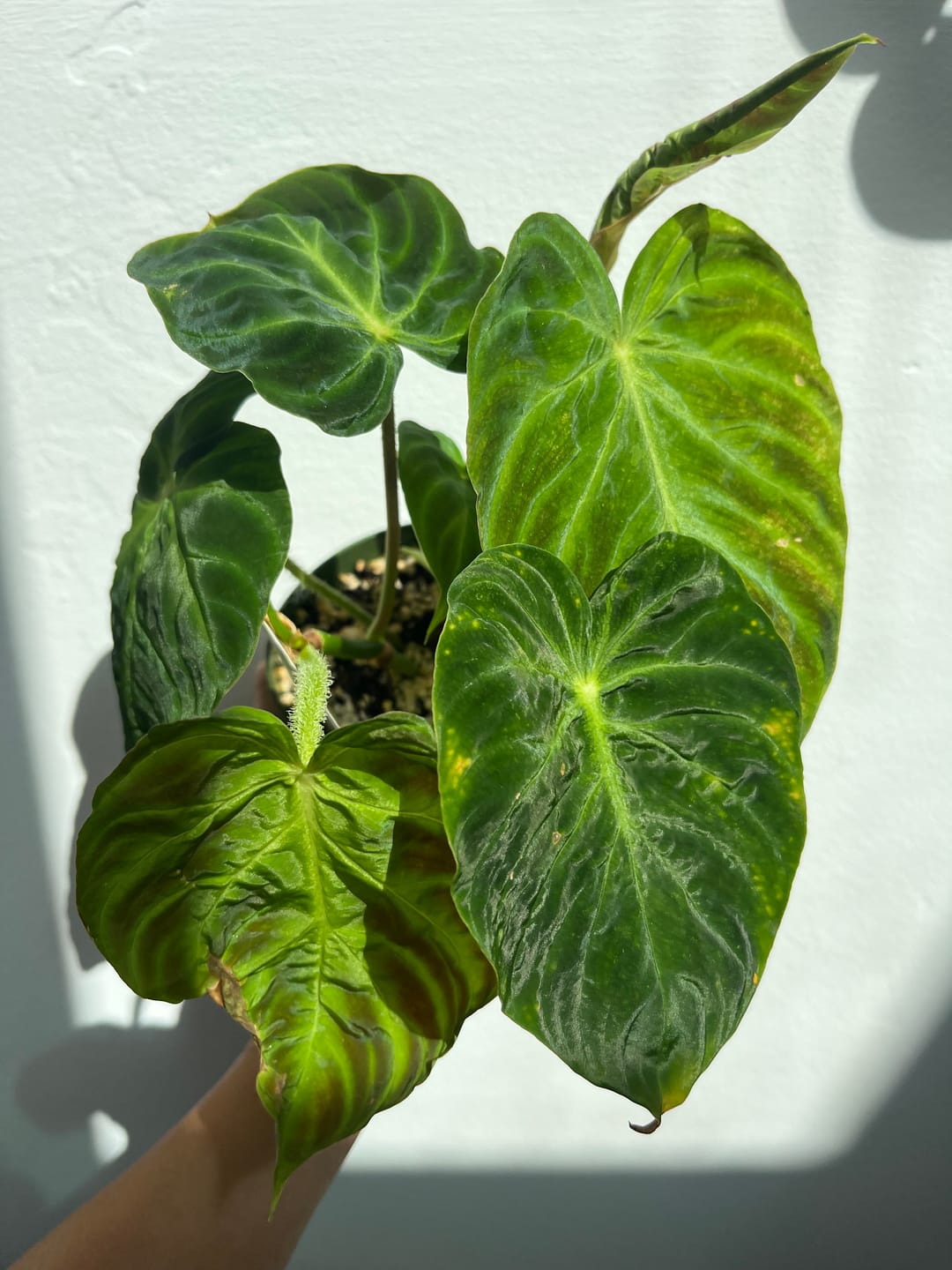 Customer photo review of Philodendron verrucosum