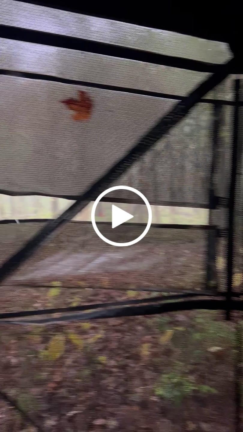 Customer video review of Vis Series See Through Hunting Blind, Pop Up Ground Deer Blind