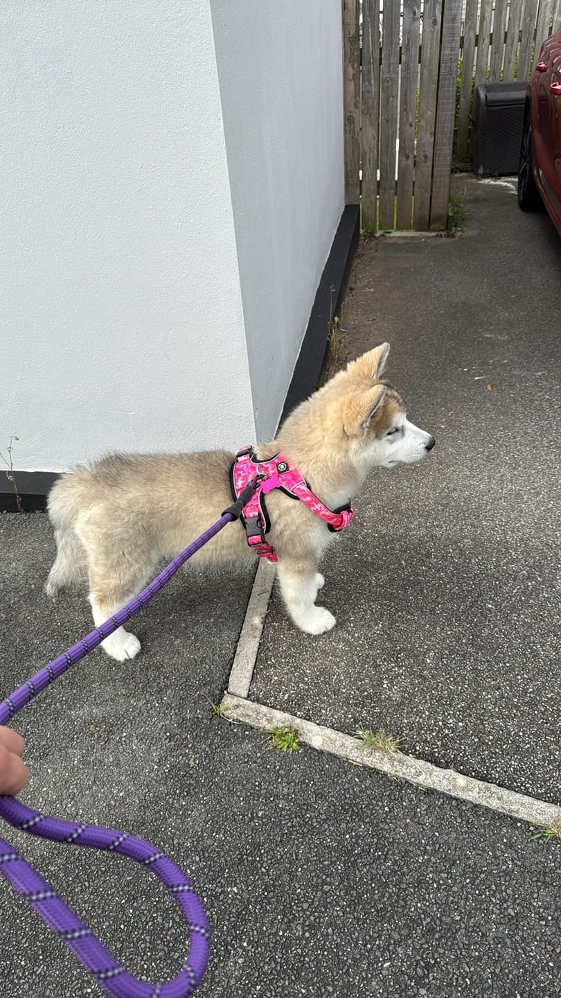 Customer photo review of Comfort Premium Harness | Non Restrictive - Bubblegum