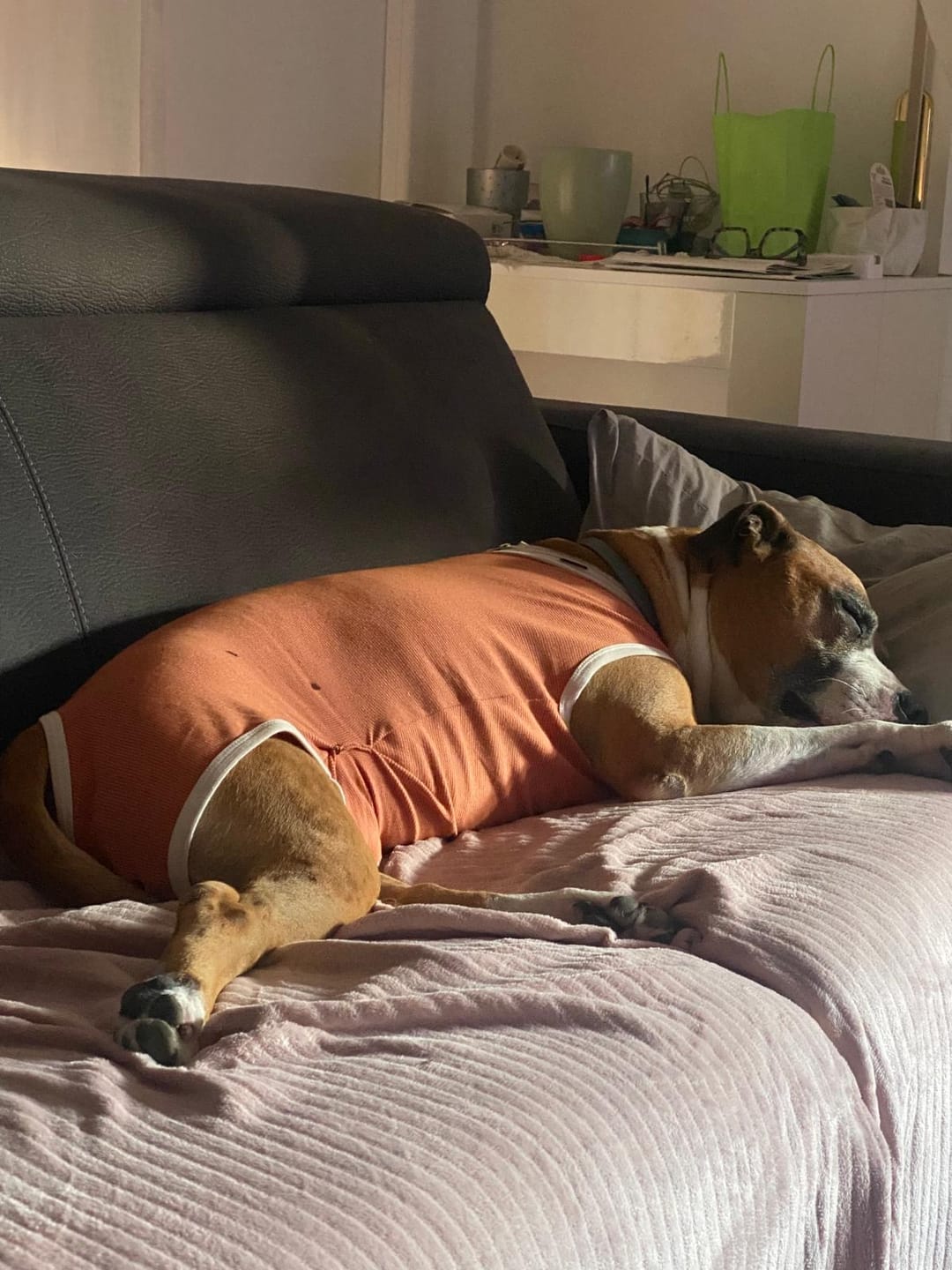 Customer photo review of Body Castrazione cane maschio