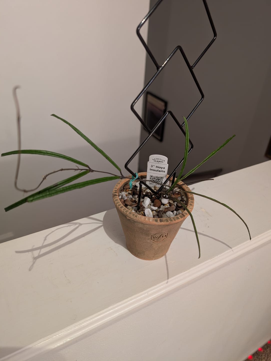 Customer photo review of Hoya insularis