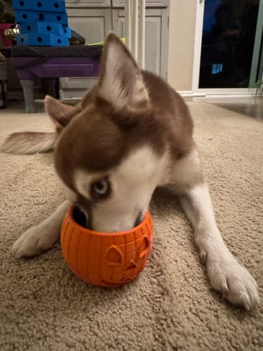 Customer photo review of FreezPumpkin Limited Halloween Edition Dog Toy