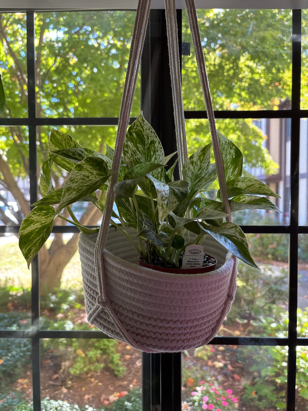 Customer photo review of Pothos Epipremnum aureum 'Marble Queen'