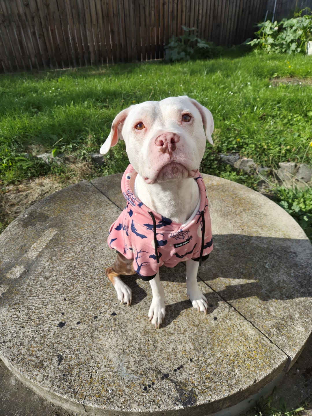 Customer photo review of Halloween Dog Hoodie - Purple