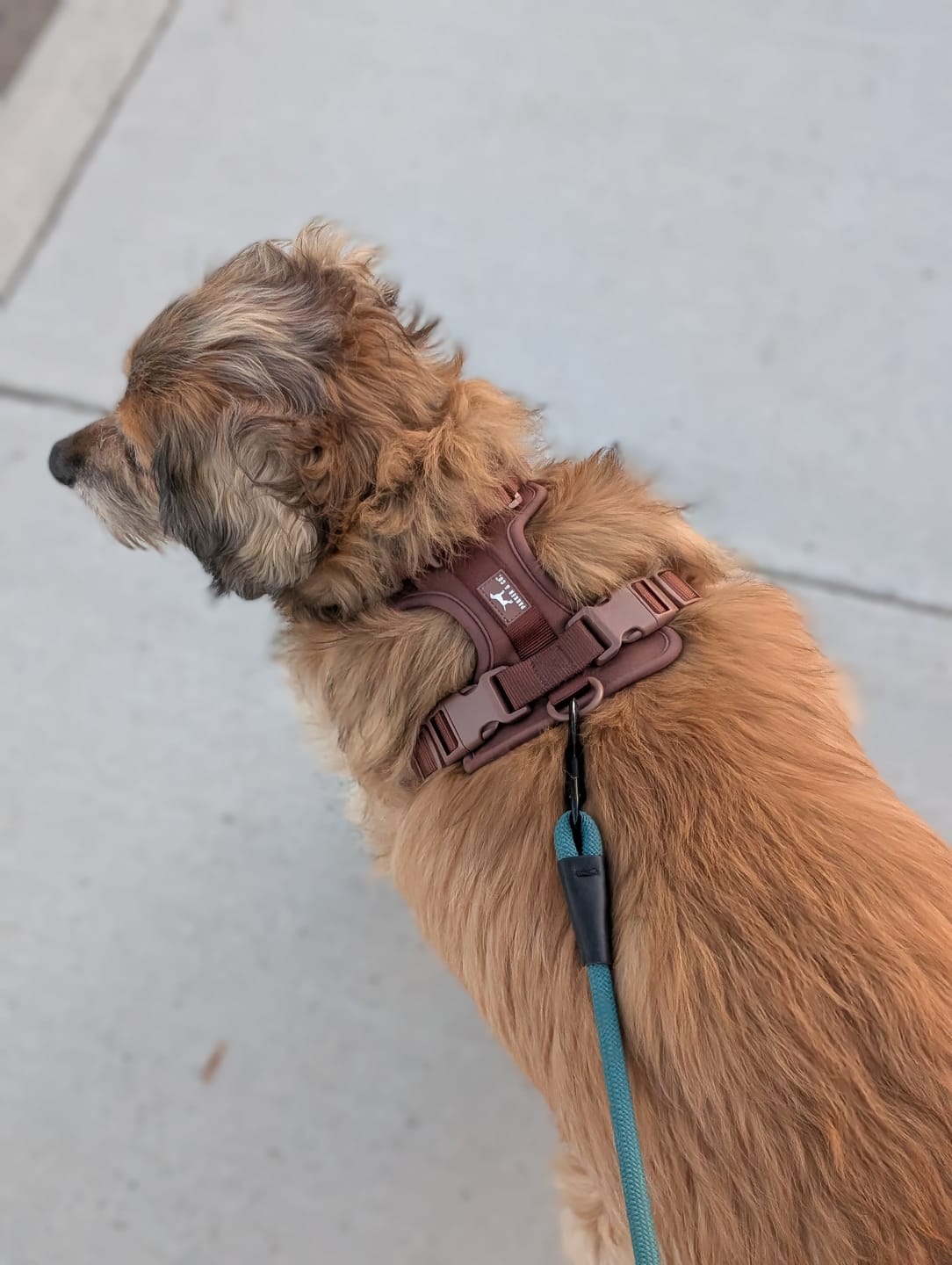 Customer photo review of Solace Adjustable Dog Harness