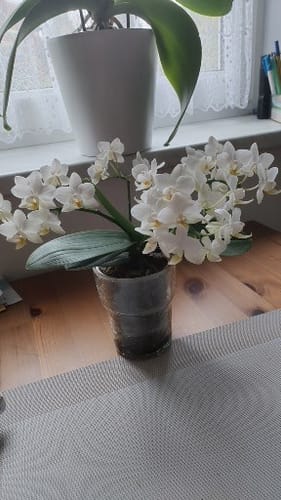 Customer photo review of Bonsaiorchidee Nazare mit weißen Blüten und 5+ Rispen