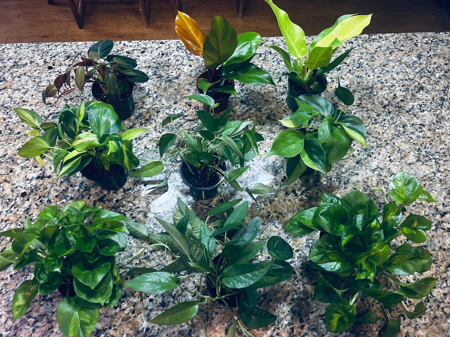Customer photo review of Pothos 'Global Queen'