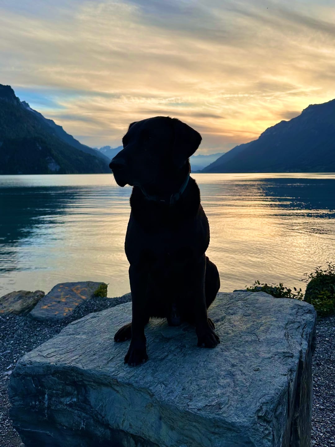 Customer photo review of Nutridog ReiseFit Barf Menü - Sterilisiertes Geflügel, 400g – Keine Kühlung erforderlich