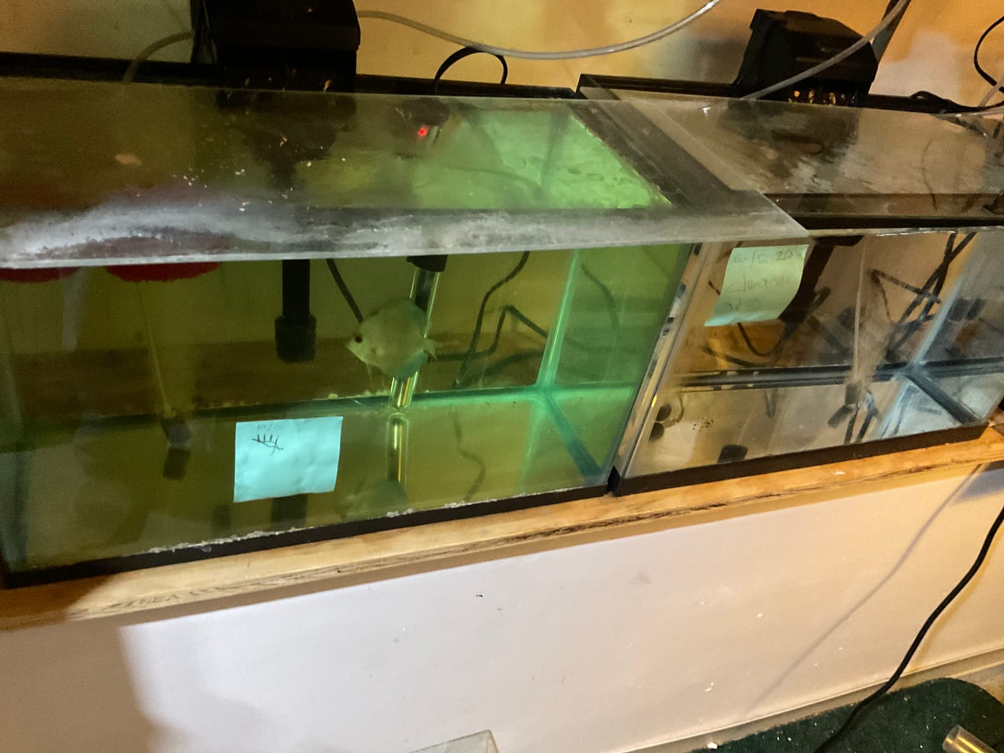 Customer photo review of Aqua Filtra By Sicce