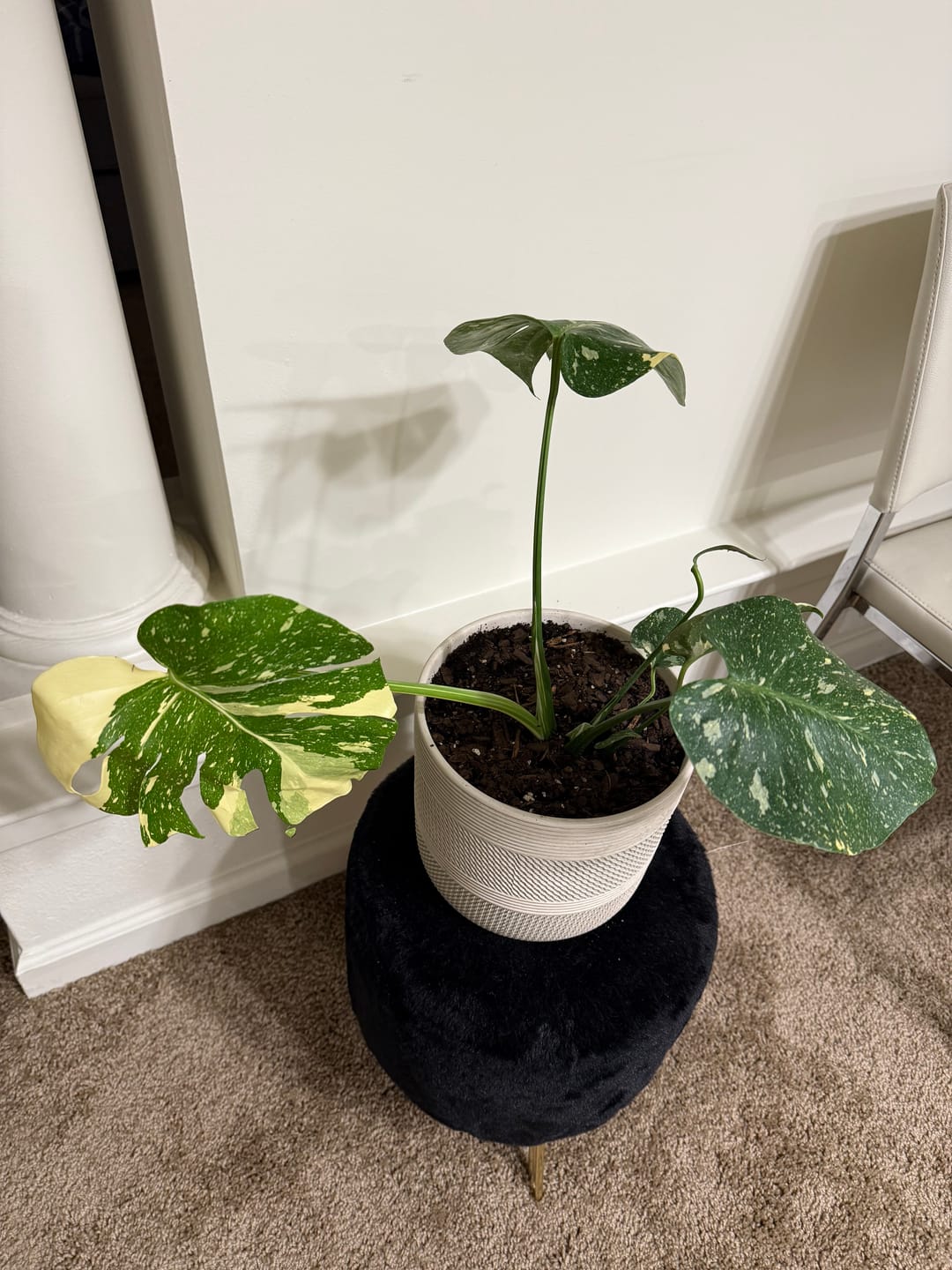 Customer photo review of Monstera deliciosa 'Thai Constellation'