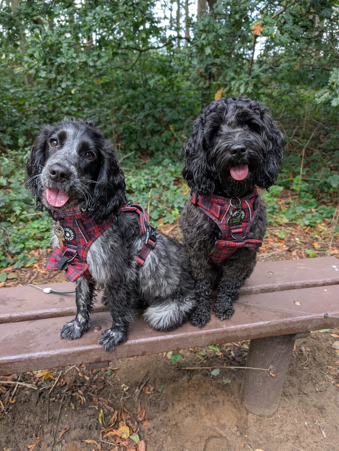 Customer photo review of Bow Tie - The Red Tartan One