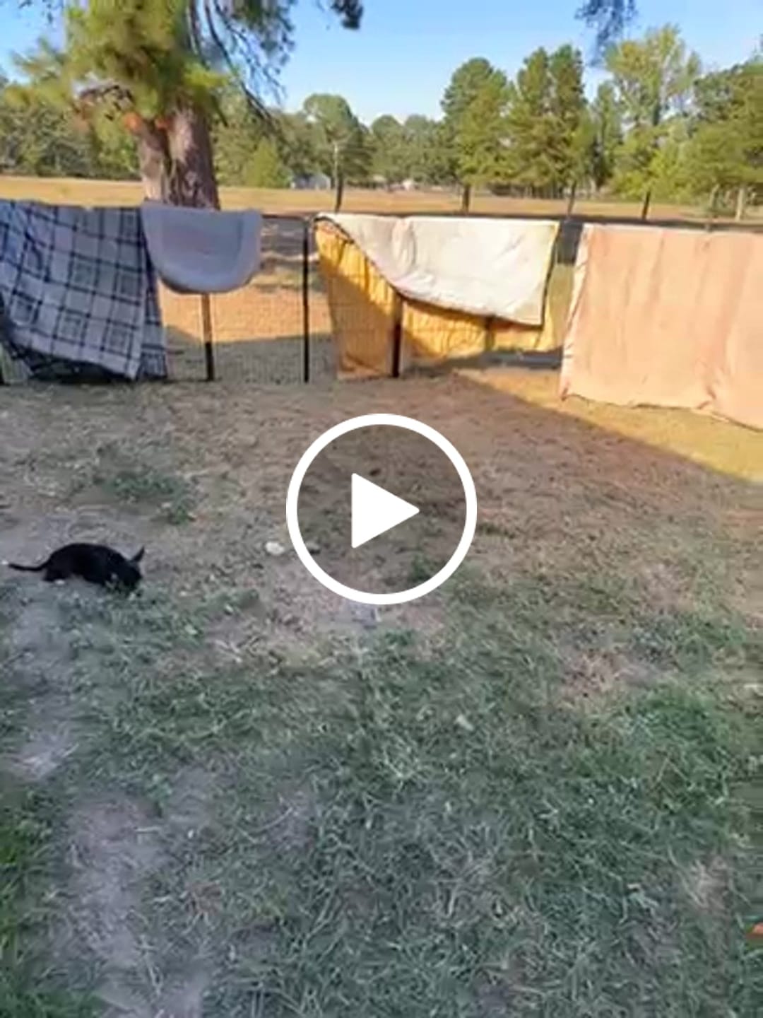 Customer video review of Instant Dog Playpen for RV Trips