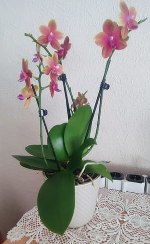 Customer photo review of Große Two of Us Duftorchidee Bolgheri mit orangen Blüten und 3 Rispen