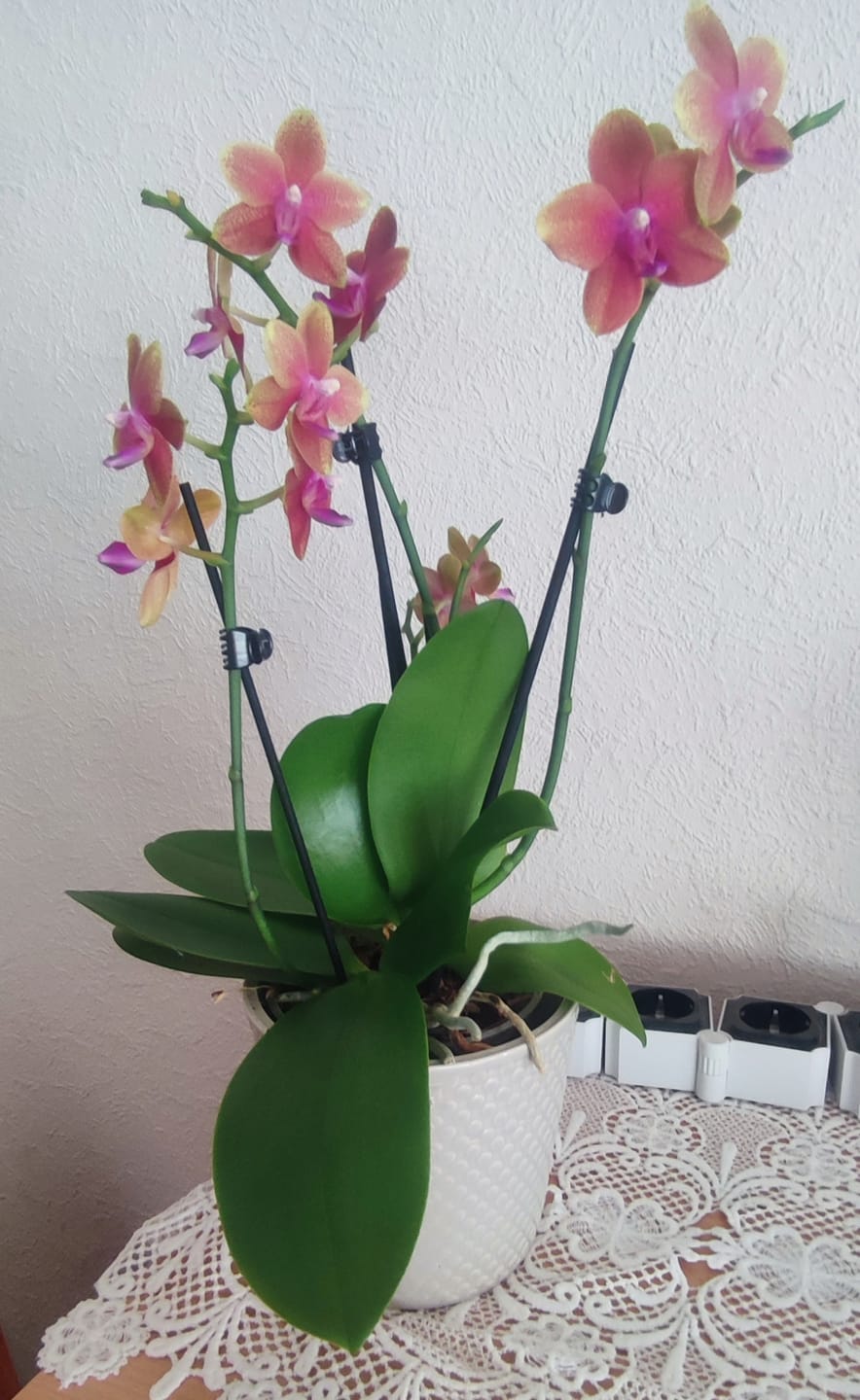 Customer photo review of Große Two of Us Duftorchidee Bolgheri mit orangen Blüten und 3 Rispen