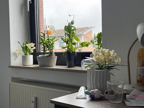 Customer photo review of Bonsaiorchidee Better Butter mit hellgelben Blüten und 3+ Rispen