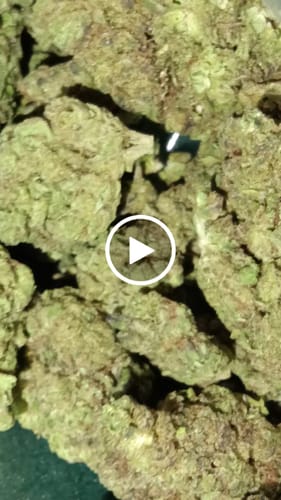 Customer video review of Jet Fuel Gelato Greenhouse THCA
