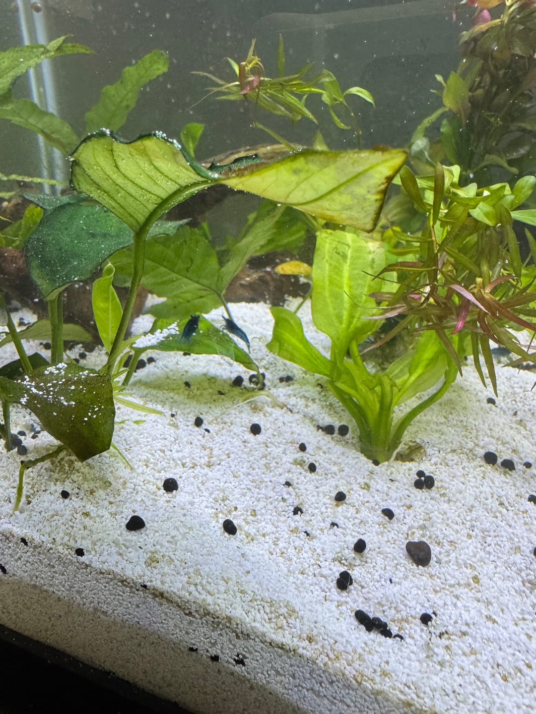 Customer photo review of Blue Dream Neocaridina Shrimp