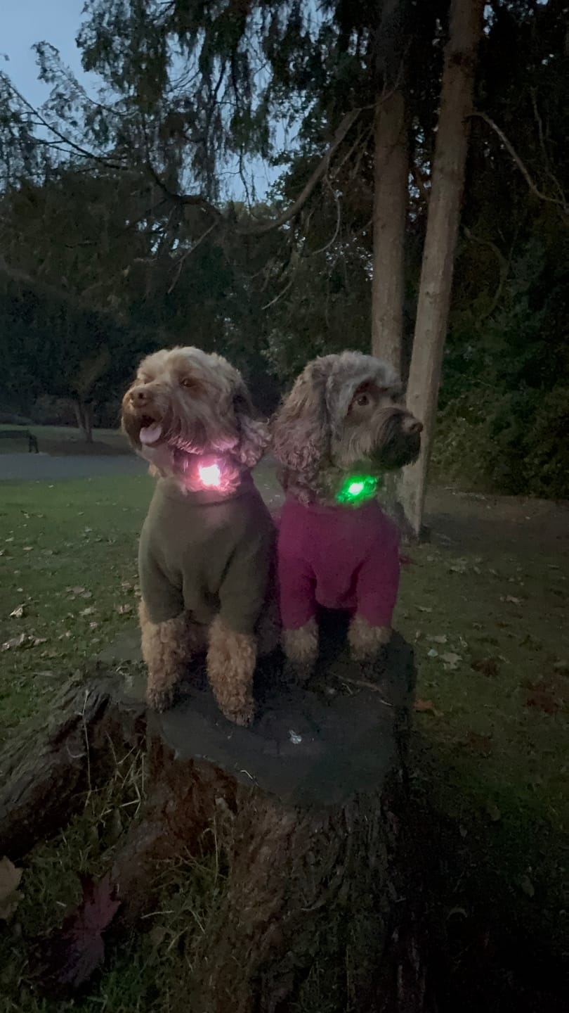 Customer photo review of TrekBright® Dog Safety Light