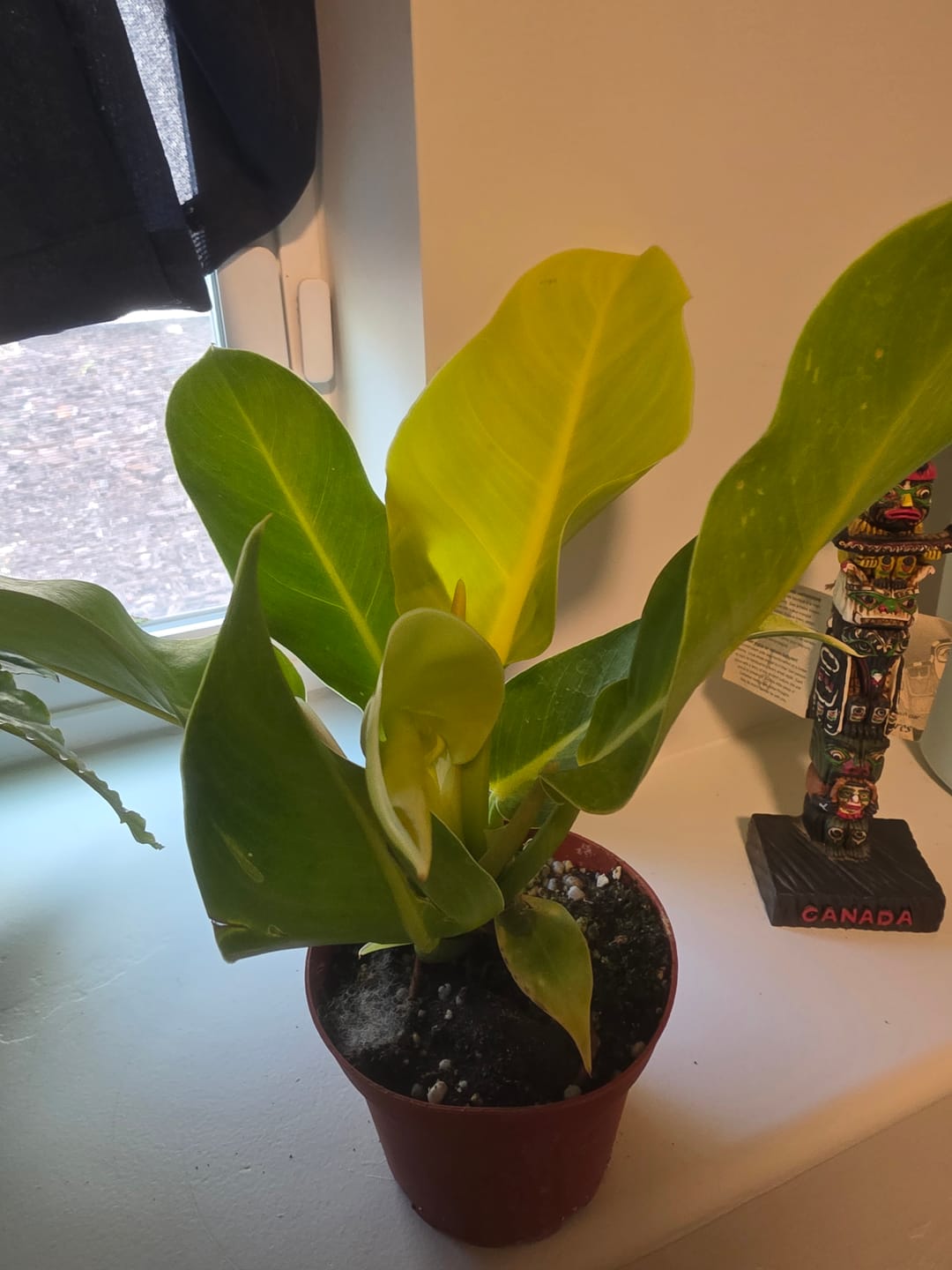 Customer photo review of Philodendron 'Moonlight'