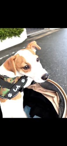 Customer photo review of FunFunPet 高機能ハーネス（お名前タグ作成サービス付き）