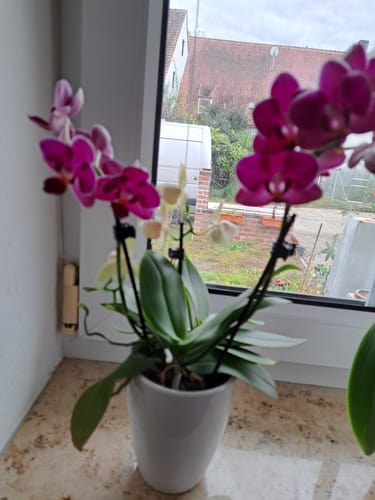 Customer photo review of Cocktail Orchidee mit gelb-roten Blüten und 5+ Rispen