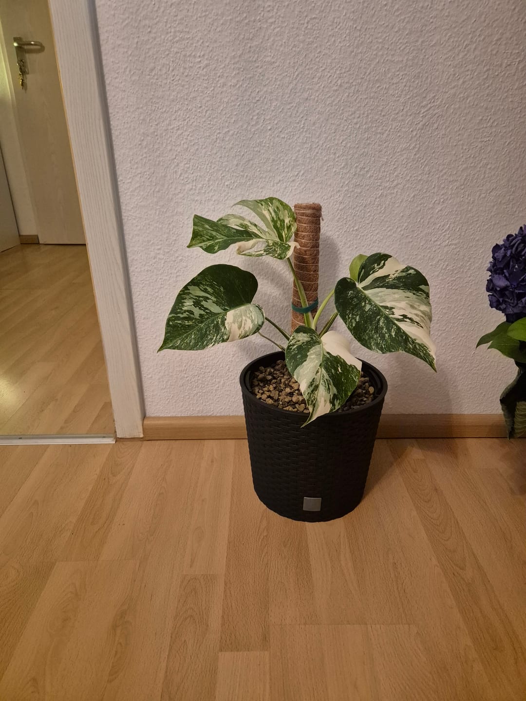 Customer photo review of Monstera Deliciosa Variegata 12cm extrem