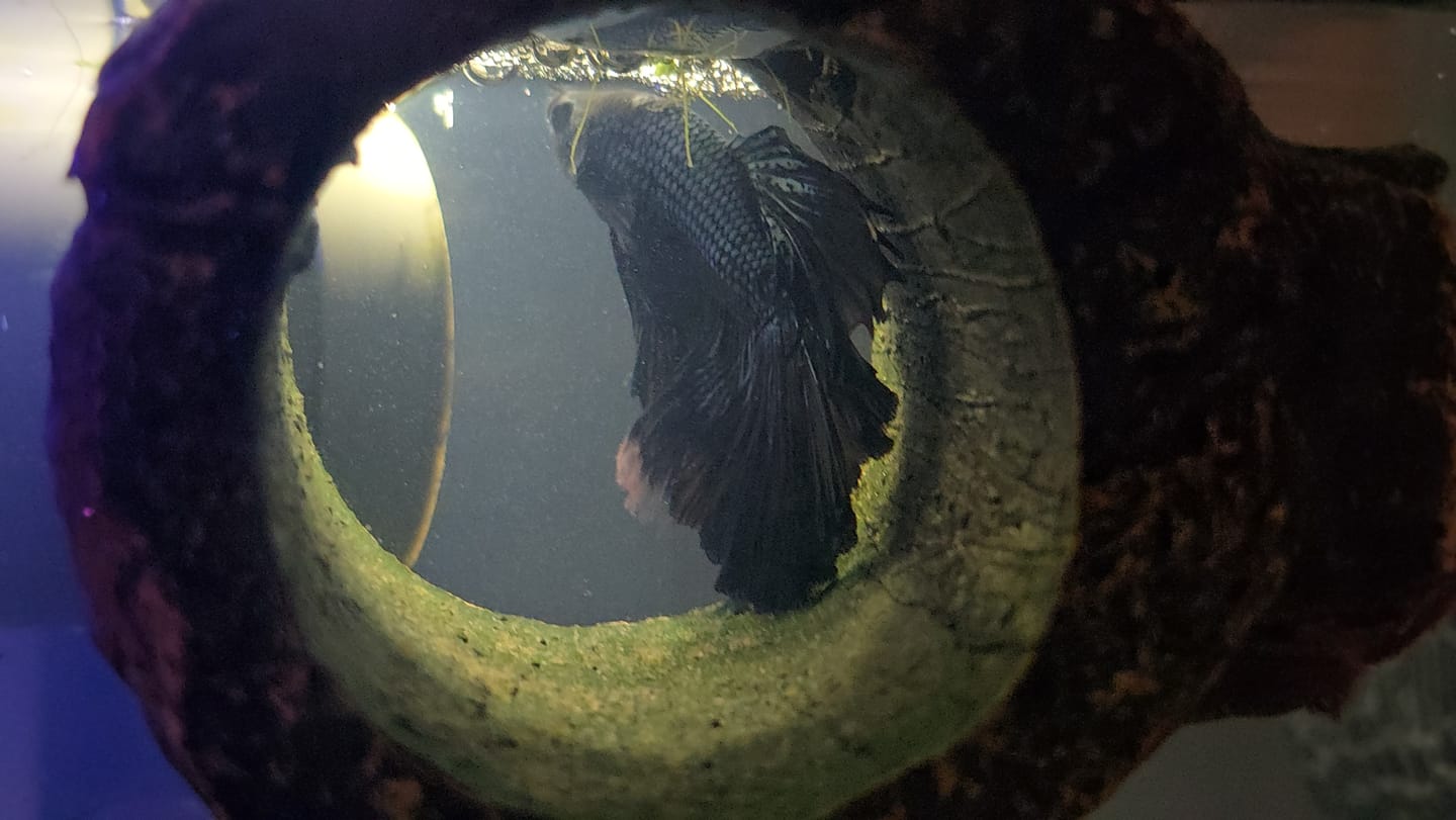 Customer photo review of Black Copper Halfmoon Male Betta Fish