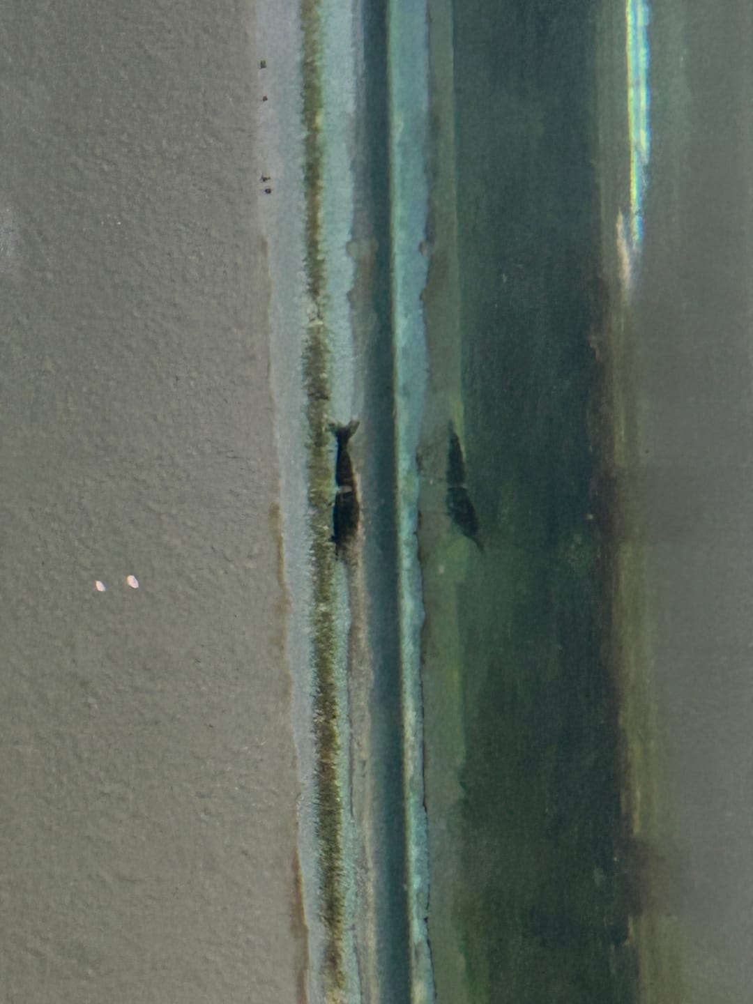 Customer photo review of Green Rili Shrimp