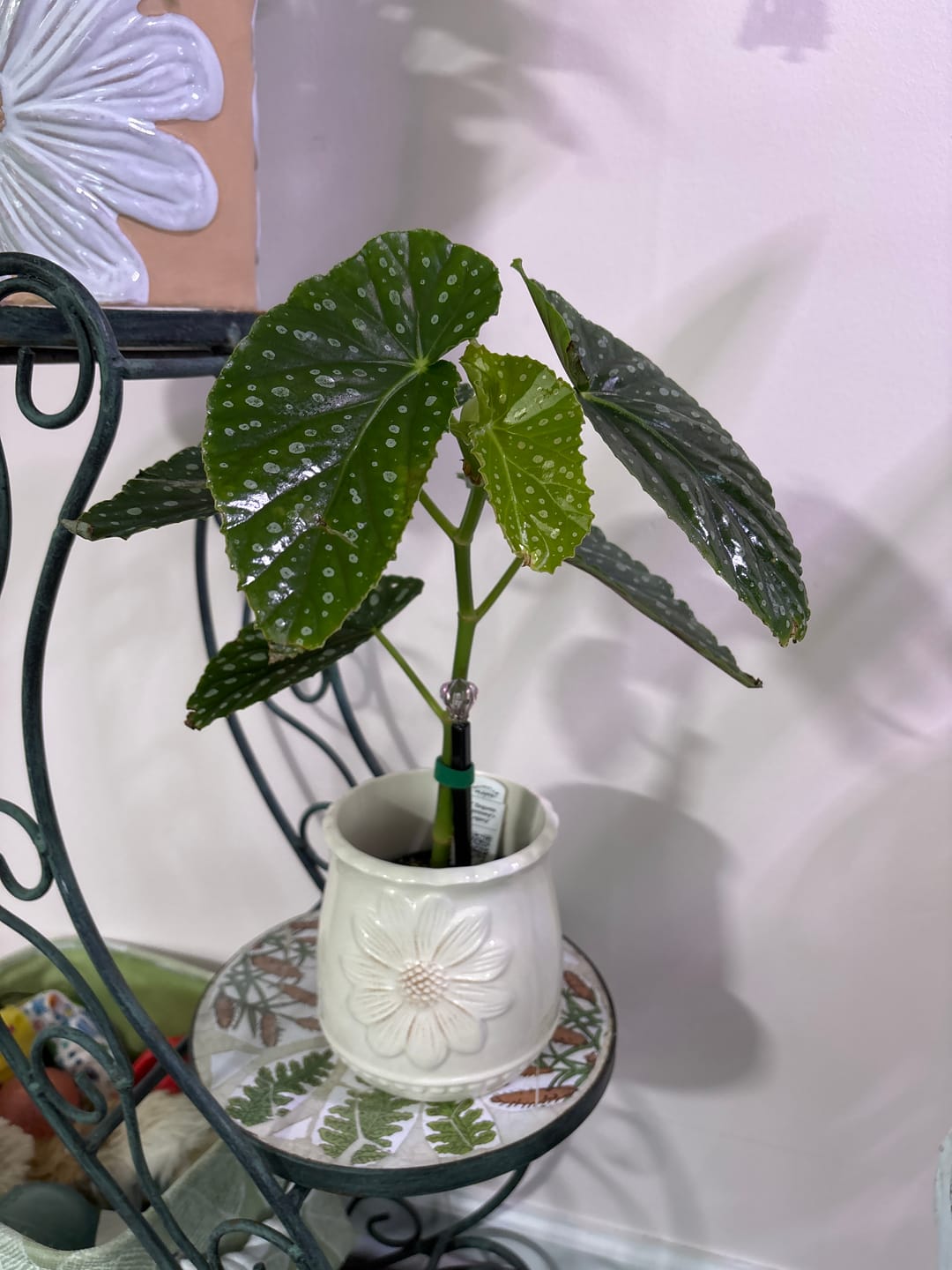 Customer photo review of Begonia 'Harmony's Legacy'