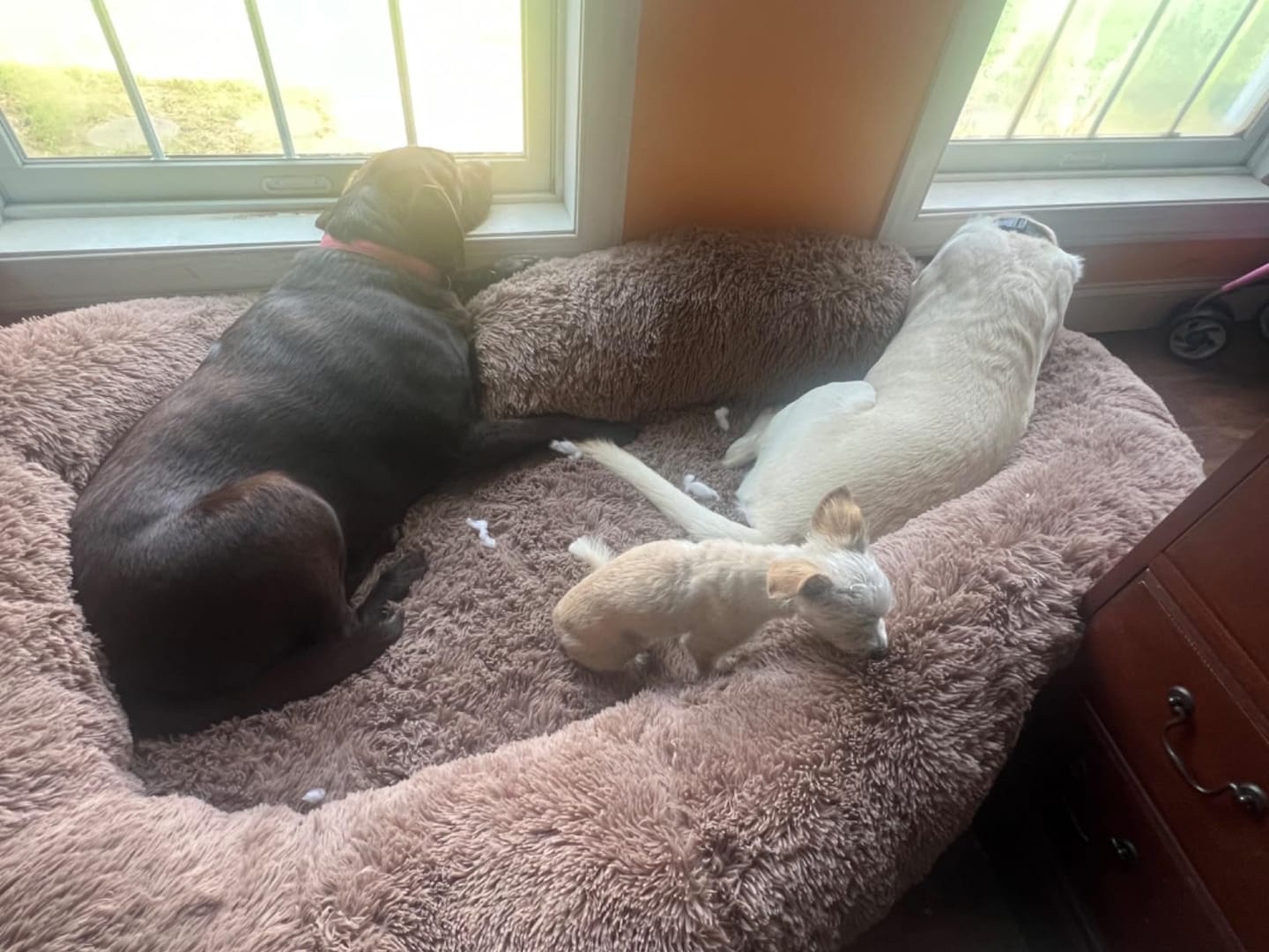 Customer photo review of Plush Donut Orthopedic Dog Bed-Human Size